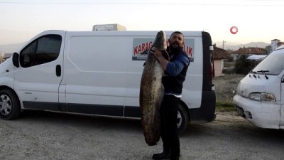 ibecik -  Gölhisar’da ender büyüklükte yakalanan yayın balığı görenleri hayrete düşürdü Videosu