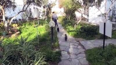 hayvan sevgisi - MUĞLA - Bodrumlu avukat sokak hayvanları için 'iyilik mesaisi' yapıyor Videosu