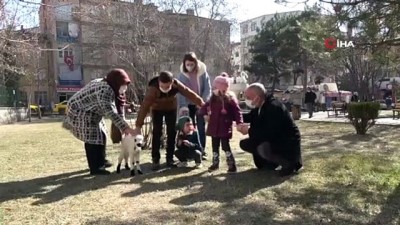 kanser tedavisi -  Sahiplendiği kuzu, hem evinin neşesi, hem de terapisi oldu Videosu