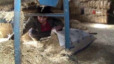 aile ekonomisi -  Aldığı iki inek geçim kapısına dönüştü Videosu