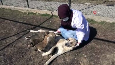 hayvan barinagi -  Annesiz kalan 7 yavru köpeği başka bir anne köpek sahiplendi Videosu