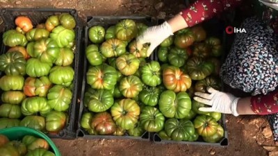 organik tarim -  Atalarından miras asırlık tohumla yerli domates yetiştiriyor Videosu