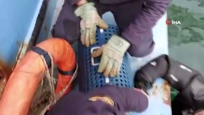  Denizde mahsur kalan kedi nefes kesen operasyonla kurtarıldı