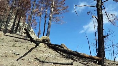 kayali - ADANA - Yanan ormanlık alanlar tekrar ağaçlandırılmak üzere hazırlanıyor Videosu