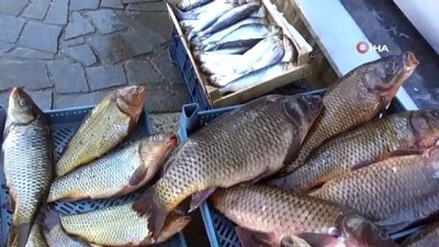 balik tezgahlari -  Mart ayının şampiyonu sazan, tuzlu su balıklarını rafa kaldırttı Videosu