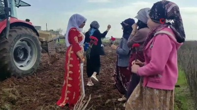  - Şanlıurfa’da tarlada çalışan kadınlara 8 Mart sürprizi