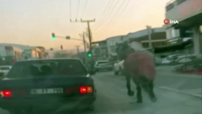 ilginc goruntu -  Trafikte ilginç görüntü... Aracın içinden ipini tuttukları atı böyle koşturdular Videosu