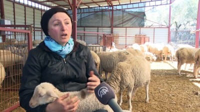 kadin girisimci - İZMİR - Devlet desteğiyle çiftlik kuran kadın girişimci, kuzularını 'anne şefkatiyle' büyütüyor Videosu
