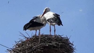 gezin - MUŞ - Baharın müjdecisi leylekler erken geldikleri Muş'ta kar sürpriziyle karşılaştı Videosu