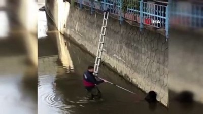 sokak kopegi -  - Rize'de dereye düşen köpeği itfaiye ekipleri kurtardı Videosu