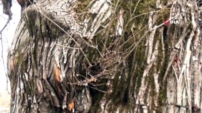  Bin 100 yıllık 'tescilli kestane ağacı' hüzünlü hikayesi ile ilgi çekiyor