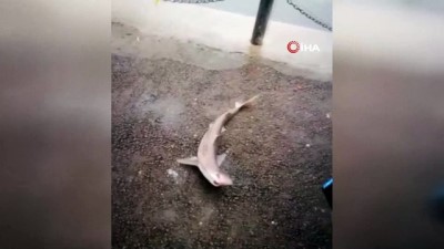  İzmit Körfezi’nde balıkçı oltasına camgöz köpekbalığı takıldı