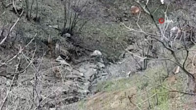 yabani hayvanlar -  Dağ keçileri sınır bölgesinde sürü halinde görüntülendi Videosu