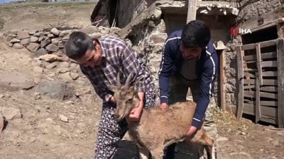 dag kecisi -  Günlerce baktıkları dağ keçisine, duygusal veda Videosu