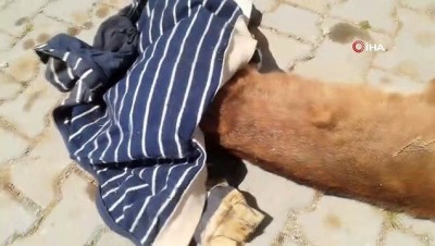 vasak -  Nesli tükenme tehlikesinde olan Karakulak ölü bulundu Videosu
