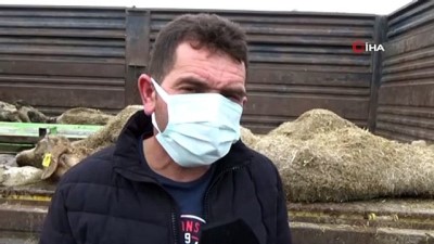 keci -  Karaman’da 20 koyunun telef olduğu sürüdeki 579 küçükbaş hayvanı köylüler kurtardı Videosu