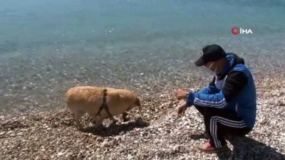 labrador -  Kısıtlamanın keyfini sahilde Çiko çıkardı Videosu