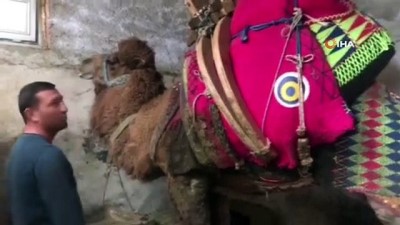 deve guresi -  Şampiyon deve 'Çılgın Cambaz' yeni sezona hazırlanıyor Videosu