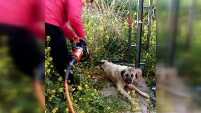 demir korkuluk -  Demir korkuluk ile duvar arasına sıkışan köpek kurtarıldı Videosu