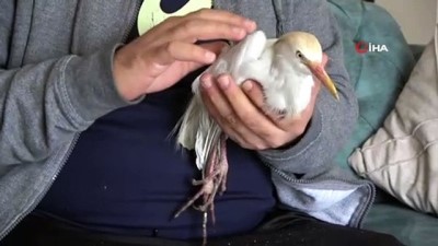 inter -  Harita mühendisinden ‘Sığır Balıkçıl’ kuşuna şefkat eli Videosu