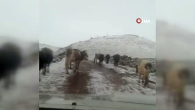 kar yagisi -  Nisan ayında Karacadağ’a kar düştü Videosu