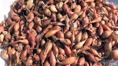 arpacik -  Siirt’te çiftçinin 'soğan' mesaisi başladı Videosu