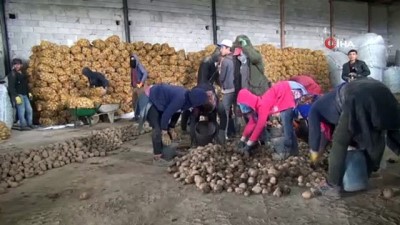  TMO’nun patates alımı Bitlisli çiftçileri sevindirdi