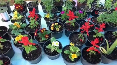 aloe vera -  Yetiştirdikleri çiçekler öğrencilerin bütçesine katkı sağlayacak Videosu