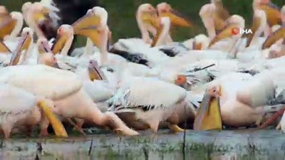 gocmen kus -  Bursa'da görüntülenen Ak pelikanların görüntüsü mest etti Videosu