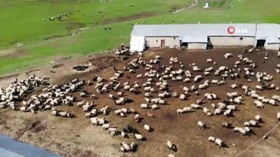  Kuzuların anneleriyle buluşması renkli görüntüler oluşturuyor