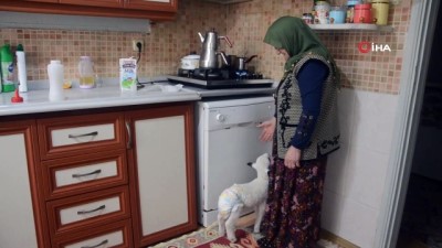 saklambac -  Oğlunun aldığı 'Kıvırcık' onu hayata bağladı Videosu