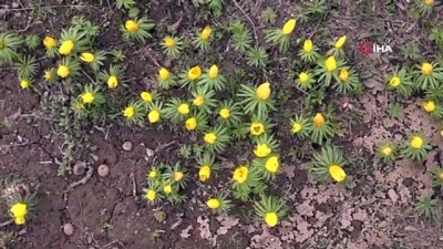 doga fotografcisi -  Tunceli’de çiçeklerin renk cümbüşü Videosu