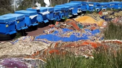  Balıkesir’de bal para yapınca arıların önüne halı serdiler