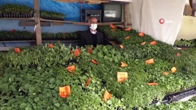 yagan -  Iğdır’da soğuk havalar fide satışlarını olumsuz etkiliyor Videosu