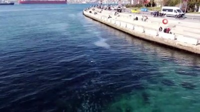 denizanasi -  İstanbul Boğazı’nda denizanası istilası sualtında görüntülendi Videosu