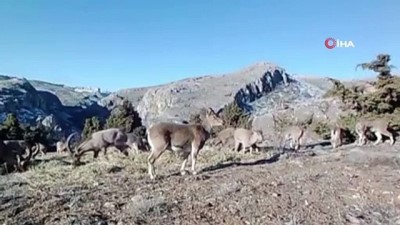  Su ve yiyecek ihtiyacını karşılayan dağ keçileri, fotokapanla görüntülendi