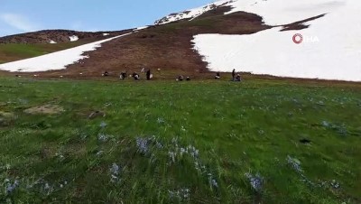 yogun mesai -  Havaların ısınmasıyla pancar mesaisi başladı Videosu