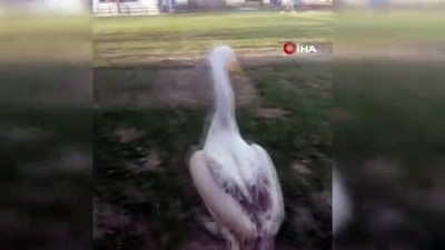  Yaralı bulunan pelikan tedavi altına alındı