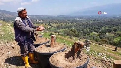 zeytin agaci -  Bozdoğan’da kesilen zeytin ağaçları için vatandaşlar tepkili Videosu