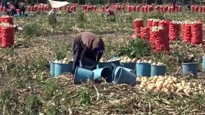 sayilar -  Adana’da turfanda soğan hasadı başladı Videosu