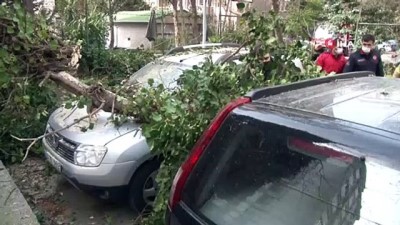  Kadıköy’de park halindeki otomobillerin üzerine ağaç devrildi