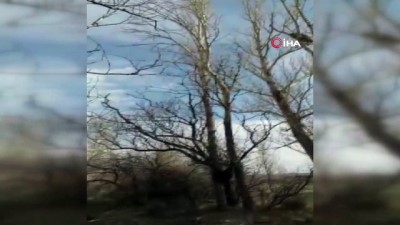 vasak -  Köpeklerde korkan vaşak ağaca tırmandı Videosu
