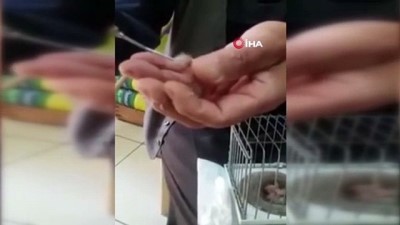 sosyal medya -  Yavru kuşları şırınga ile besliyor Videosu