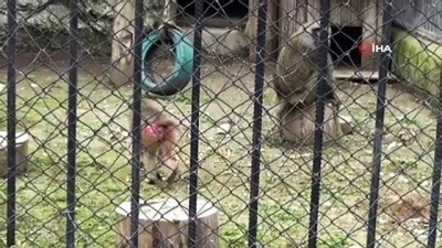 dogal yasam parki -  Annelerince reddedilen sevimli yavrular koruma altına alındı Videosu