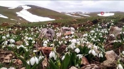  Baharın ve yazın habercisi beyaz kardelenler çiçek açtı