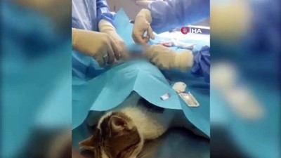 Esenyurt’ta yaralı kedinin kurşunla vurulduğu ortaya çıktı