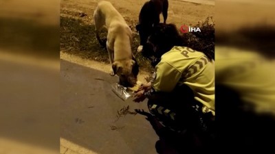 sokak kopegi -  Polis memurunun, iftar kumanyasını sokak köpeklerine verdiği görüntüler yürekleri ısıttı Videosu