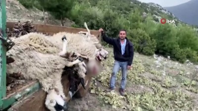  Sürüye saldıran kurt 13 koyunu telef etti