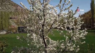 cekim -  Çiçek açan ağaçlar renkli görüntüler oluşturdu Videosu