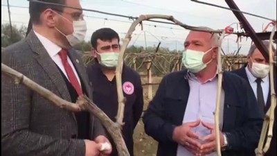 hanli - AK Parti'li Akkal Alaşehir'de dondan zarar gören bağlarda incelemede bulundu Videosu